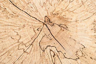 \"Nature\'s Storyteller: Beech Tree Stump Rings on White Background