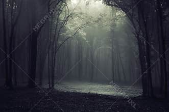 Forest fog