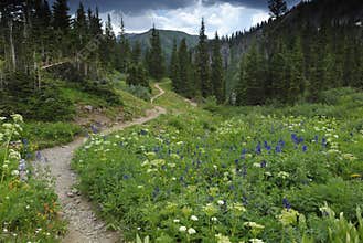 Hiking trail in Colorado Rocky Mountains