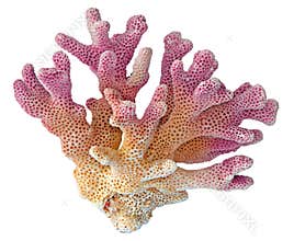 Coral isolated on white