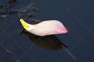 Pink Lotus petal