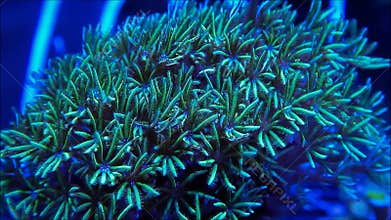 Green star polyp coral