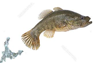 Fish jumping out of a water