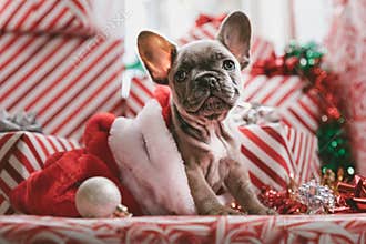 Christmas dog