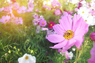 Bee on Cosmos flowers colurful field