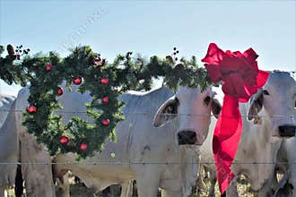 Brahma Cow Christmas Portrait