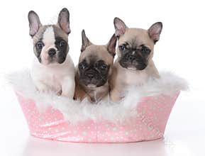three puppies in a dog bed
