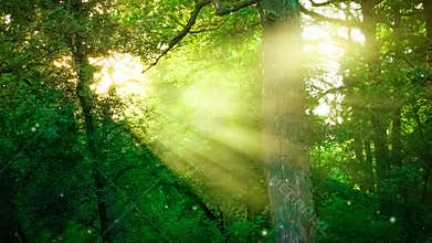 Sun shining through the branches of trees in the forest.
