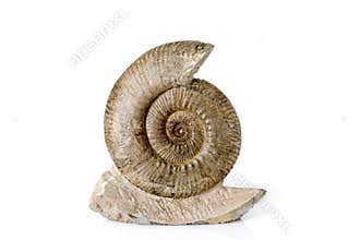 Ammonite