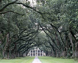 Tree Lined Pathway