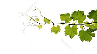 Grape leaves vine branch with tendrils isolated on white background, clipping path included.