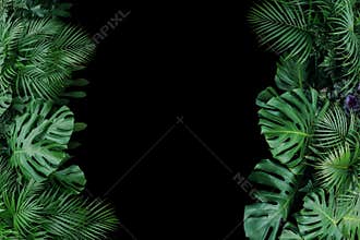 Monstera, fern, and palm leaves tropical foliage plant bush nature frame on black background.