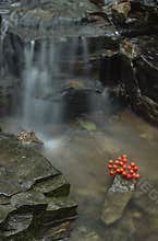 Rowan fallen in the brook