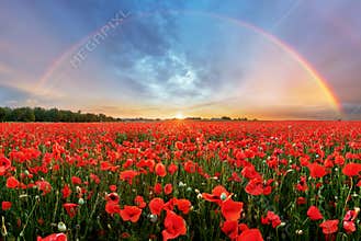 Rainbow Landscape over poppy field