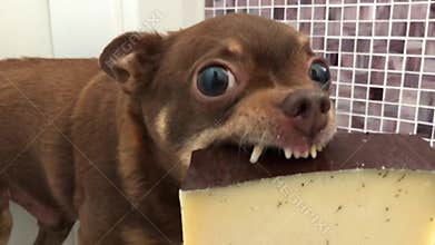 Small terrier has stolen a large piece of cheese
