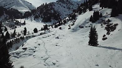 A group of people walk along a snowy path in the mountains among the firs.