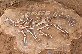 Excavations of the dinosaur