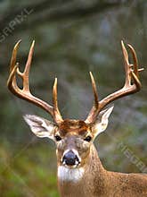 Whitetail Buck Portrait