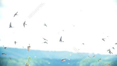 Swallows flying around the cliff outdoors in sunny day
