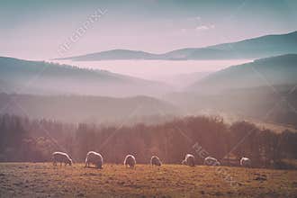 Vintage flock of sheep