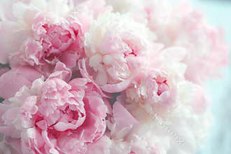 Fluffy pink peonies flowers