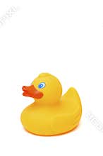 Yellow toy duck