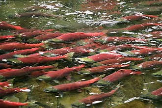 Red saukeye salmon on their annual spawning run