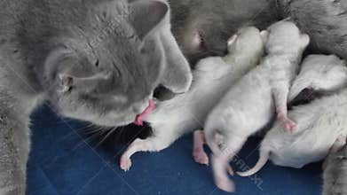 Kittens fighting over mother`s milk, close-up view