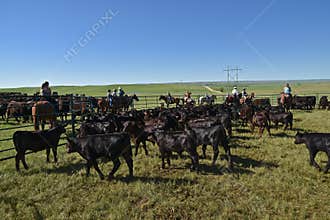 Roundup of angus calves
