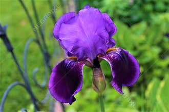 Iris Flower Plant purple and blooming