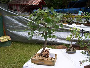 Bangalore, Karnataka, India - August 11, 2008 Bonsai plant of Peepal tree at Lalbagh Botanical Garden