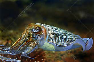Cuttlefish