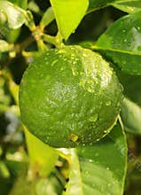 A citron fruit hanging in the plant.
