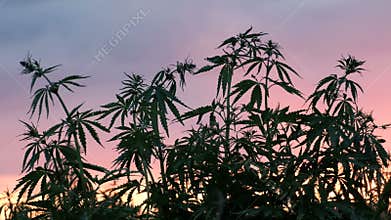 Silhouette of the tops of branches of wild hemp on a background of sunset. Cultivation of the cannabis.