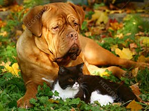 Big dog and small british cat.