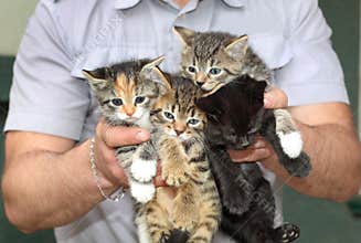 Four kittens in the male hands.