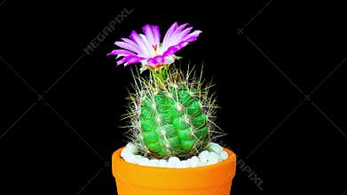Time-lapse of cactus or cacti flowers