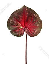 Caladium bicolor leaf or Queen of the Leafy Plants, Bicolor foliage isolated on white background