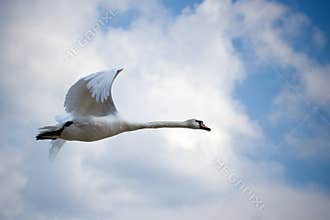 Flying swan