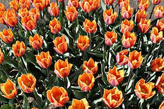 Skagway Tulip Garden2