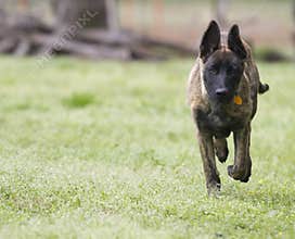 Young dog running with copy space