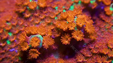 Macro clip of green and red montipora coral with polyp motion and zoom out