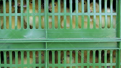 Ducklings inside the boxes