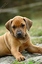 Rhodesian Ridgeback puppy