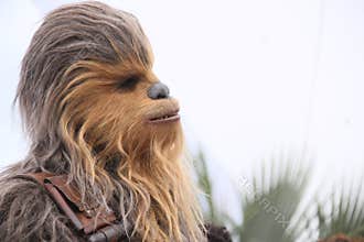 Chewbacca attends the photocall