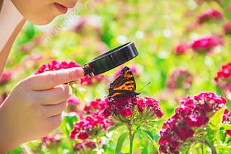 Look in a magnifying glass butterfly sits on flowers.