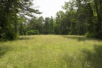 Grassy meadow in wilderness