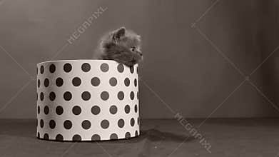 British Shorthair kitten climbing on a rounded box
