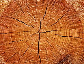 Original wood texture on the cut