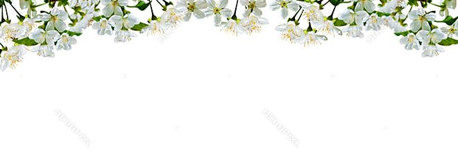 Natural background with cherry flowers and leaves